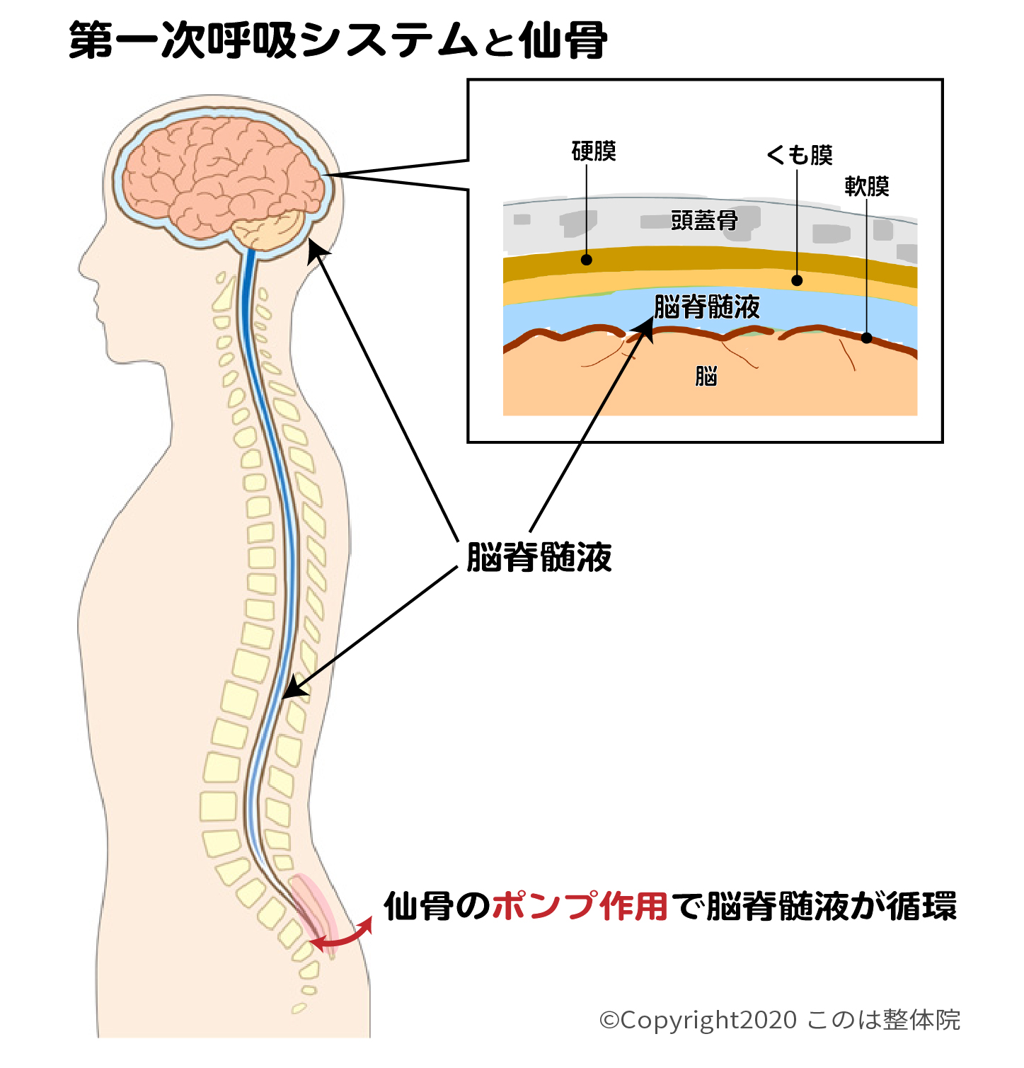 産後の痛みと仙腸関節 日野市 多摩地域の整体なら このは整体院 出張整体 プライベートサロン