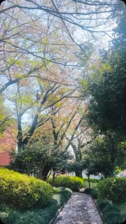 プライベートサロンのある日野市はお散歩日和☺️🌸  桜の花がヒラヒラと
ピンクの絨毯の中を
歩けます🐾  ４月は新たなスタートが目白押し。  産休明け
新しい職場
新たな目標と共に
挫折も...  希望と、
そして不安もあり。  そんな時は、
新鮮な空気を吸いながら
お散歩をして
身体と心を整えて😊  ✼••┈┈••✼••┈┈••✼  【定休日】火・日・祝
【営業時間】10時～21時（最終19時～）  【選べる２つの場所】
　[1]出張整体
　日野市を中心に多摩エリア  　[2]プライベートサロン P有
　日野市神明4丁目
 JR日野駅の車送迎有  【ご予約方法】
　ホームページより
　WEB予約をご利用ください  . . 𖥧 𖥧 𖧧 ˒˒. . 𖡼.𖤣𖥧 ⠜ . . 𖥧 𖥧 𖧧 ˒˒. . 𖡼.  #日野市 #整体 #女性
#骨盤調整 #骨盤
#プライベートサロン #駐車場あり
#出張整体
#女性整体師のお店  #骨盤チェック
#このは式骨盤整体
#カイロプラクティック  #肩こり #腰痛 #産後 #PMS #更年期
#頭痛 #めまい #うつ #疲労 #疲れ
#不定愁訴 #つらい
#産業カウンセラー  #あしたからのあなたの笑顔の為に
#このは整体院  ︗︗︗︗︗︗︗︗︗︗︗︗︗︗︗  女性による女性の為の整体院
このは整体院  𓏸𓂂𓂃骨盤から
　　　全身の歪みを整えます𓂃𓂂𓏸  ︘︘︘︘︘︘︘︘︘︘︘︘︘︘︘