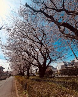 昨日は、仕事を頑張りすぎて
体調がすぐれなく
フラフラ、フワフワする
というお悩みの方の施術でした。  自律神経系を整える
手技を中心に施術を。  そして穏やかな笑顔に☺️  帰りの送迎の車で
日野市役所側の桜並木へ🚗  桜の写真を撮りたいと思える程
元気になれて嬉しいと。  どうか自分を大切に🌿  ✼••┈┈••✼••┈┈••✼  【定休日】火・日・祝
【営業時間】10時～21時（最終19時～）  【選べる２つの場所】
　[1]出張整体
　日野市を中心に多摩エリア  　[2]プライベートサロン P有
　日野市神明4丁目
 JR日野駅の車送迎有  【ご予約方法】
　ホームページより
　WEB予約をご利用ください  . . 𖥧 𖥧 𖧧 ˒˒. . 𖡼.𖤣𖥧 ⠜ . . 𖥧 𖥧 𖧧 ˒˒. . 𖡼.  #日野市 #整体 #女性
#骨盤調整 #骨盤
#プライベートサロン #駐車場あり
#出張整体
#女性整体師のお店  #骨盤チェック
#このは式骨盤整体
#カイロプラクティック  #肩こり #腰痛 #産後 #PMS #更年期
#頭痛 #めまい #うつ #疲労 #疲れ
#不定愁訴 #つらい
#産業カウンセラー  #あしたからのあなたの笑顔の為に
#このは整体院  ︗︗︗︗︗︗︗︗︗︗︗︗︗︗︗  女性による女性の為の整体院
このは整体院  𓏸𓂂𓂃骨盤から
　　　全身の歪みを整えます𓂃𓂂𓏸  ︘︘︘︘︘︘︘︘︘︘︘︘︘︘︘